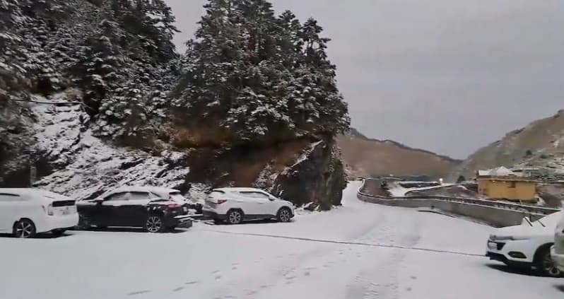 雪霰飄落一夜,銀白美景如糖霜覆蓋,樹木枝頭也披上白雪點綴,十分夢幻。(林業署南投分署提供)