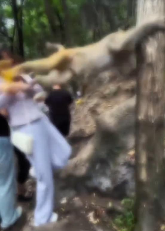 一名女遊客被野生獼猴飛踢，導致重心不穩往後跌入山谷。（翻攝微博）