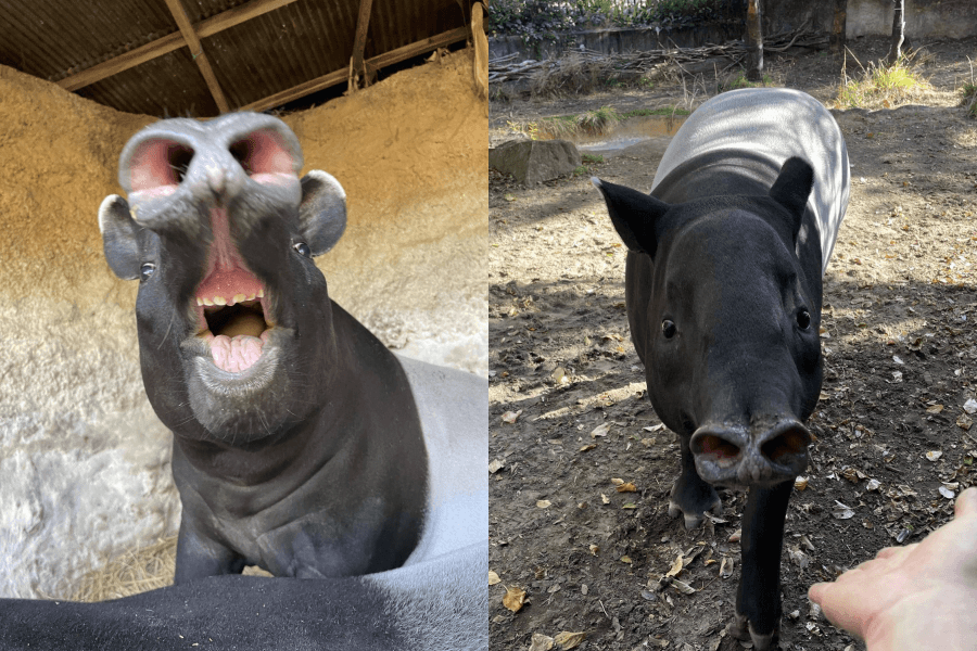 英雄有柔軟的鼻子，性格溫和親人。（翻攝自橫濱動物園官網）
