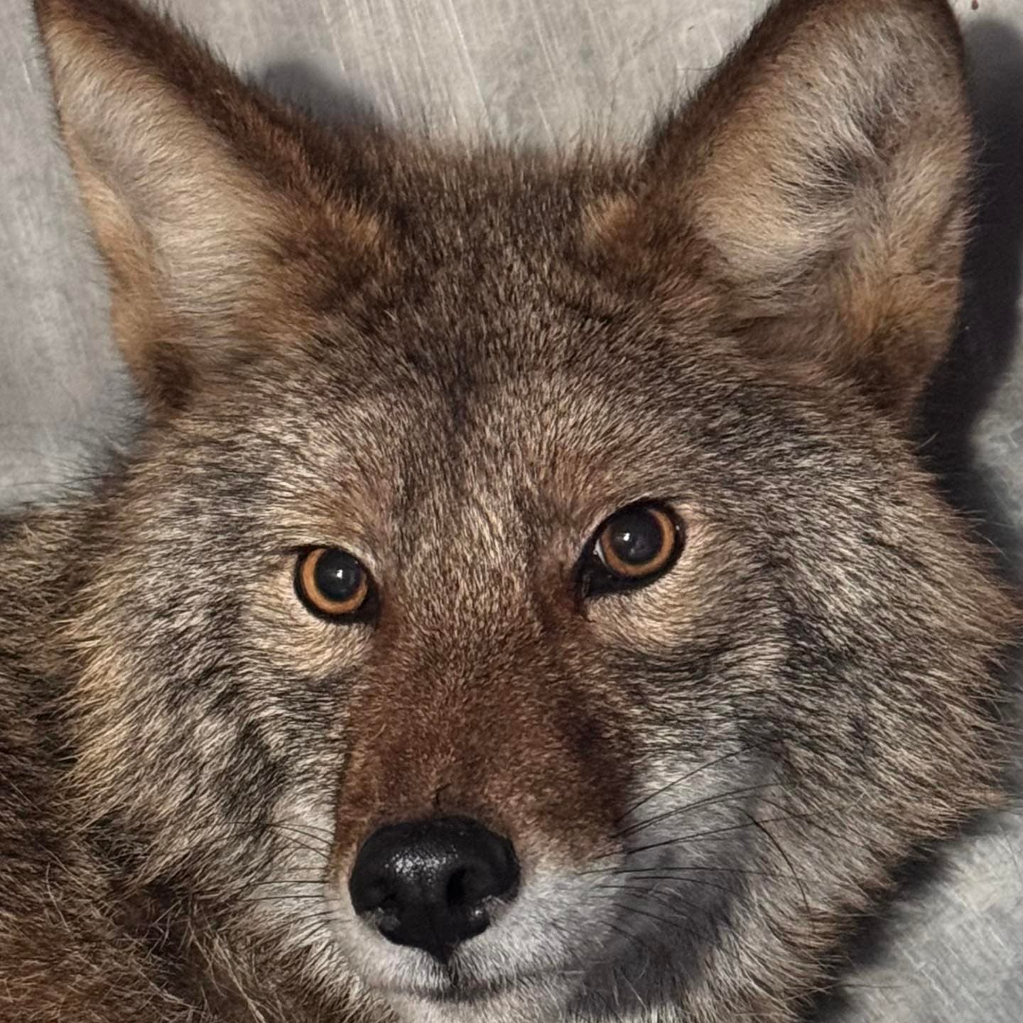 躲在超市冷藏庫的郊狼長相帥氣，引發網友討論。（翻攝Flint Creek Wildlife Rehabilitation臉書）