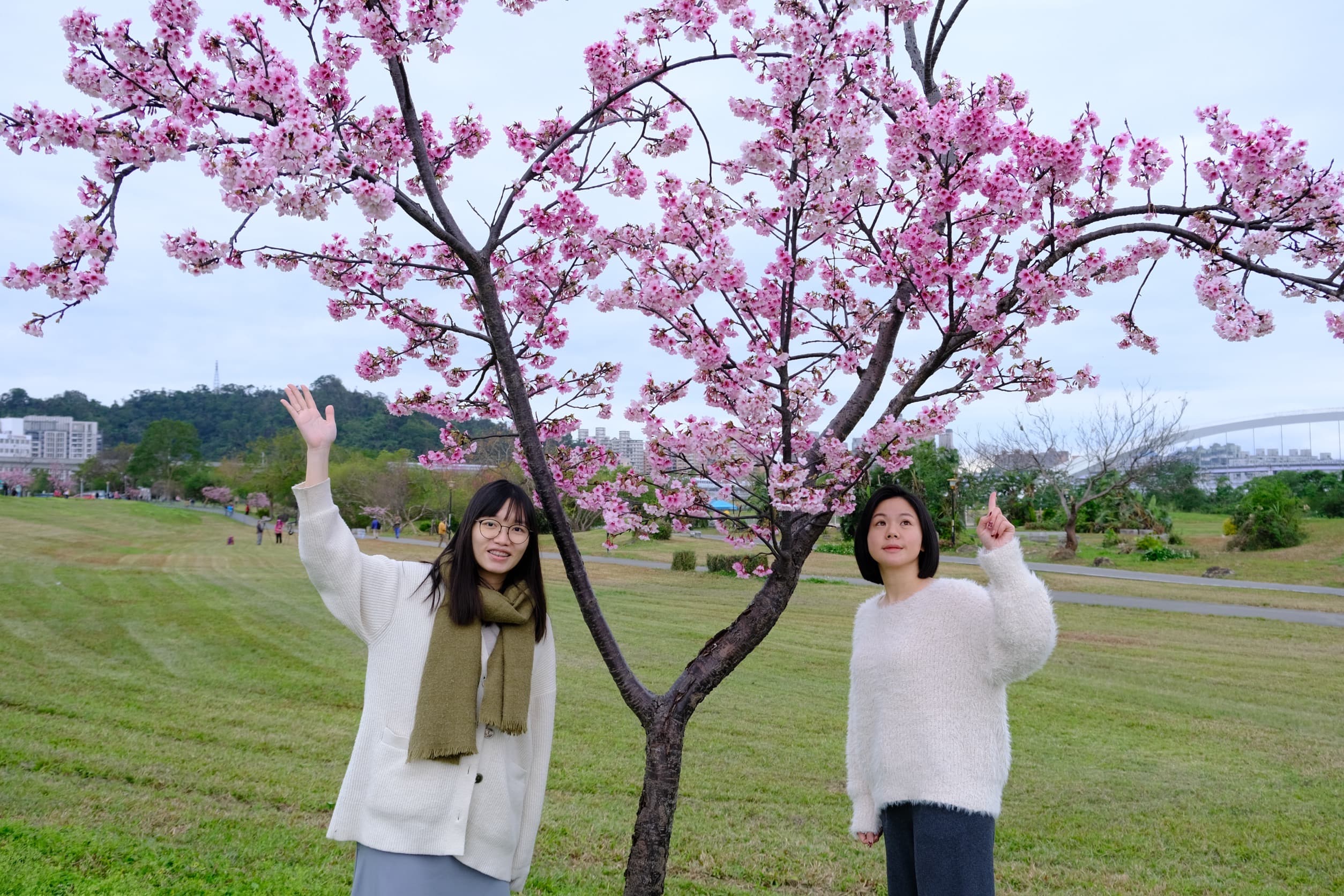 和朋友一同漫步於陽光運動公園，共賞春日櫻花美景。（新北市高灘處提供）