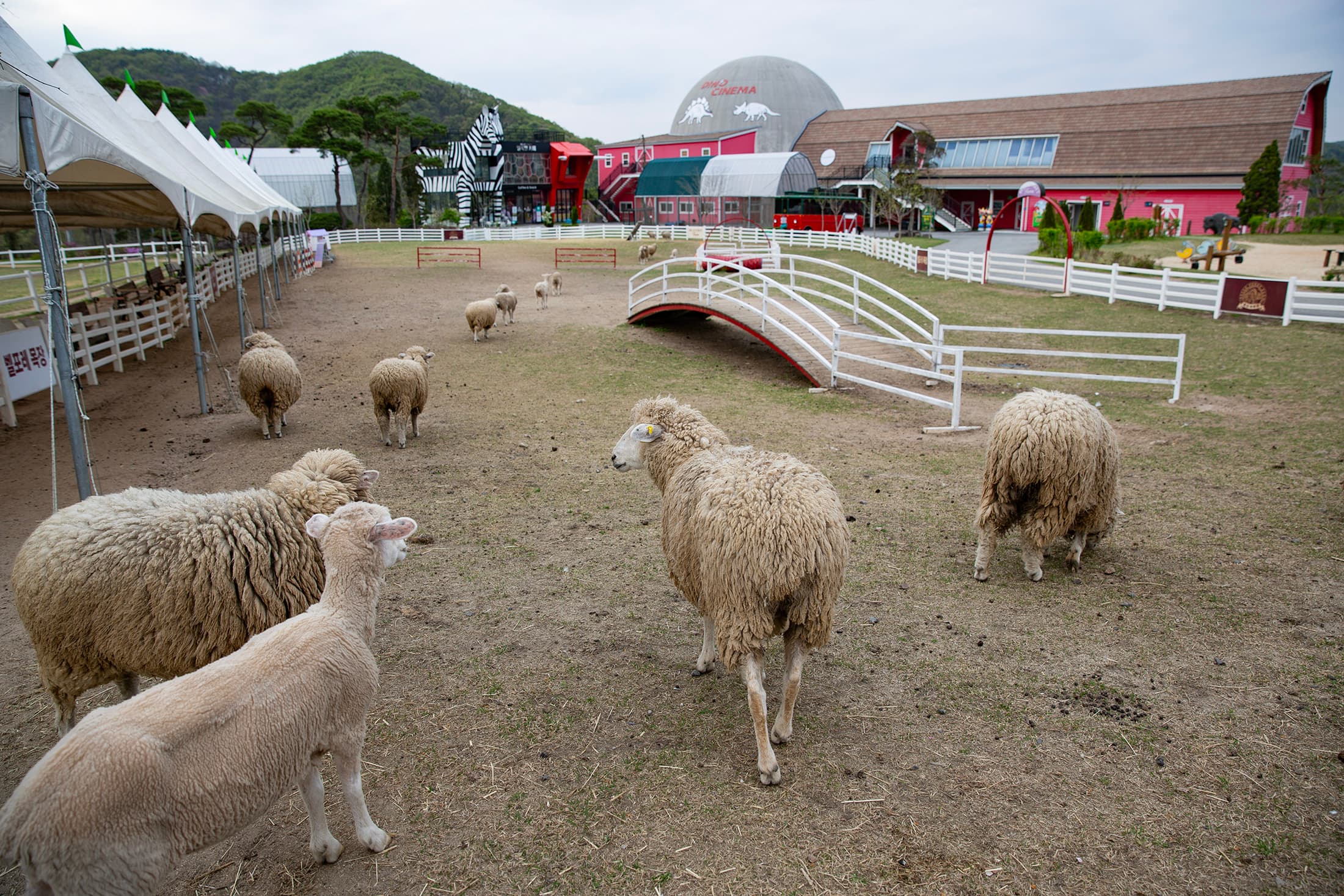 園區內的牧場飼養著綿羊、迷你馬等草食動物，遊客可在現場購買飼料體驗餵食樂趣。
