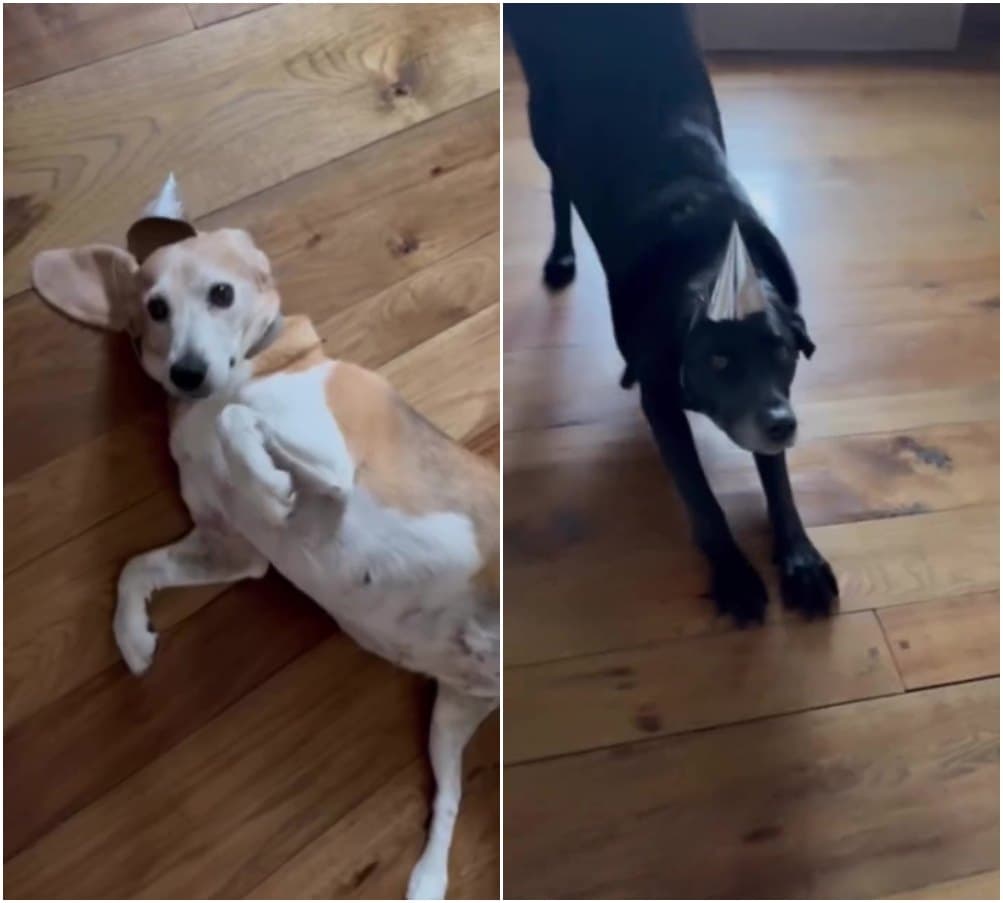哈利王子與梅根替愛犬Pula和Mia戴上迷你生日帽，但狗狗們似乎對帽子很嫌棄。（翻攝meghan IG）