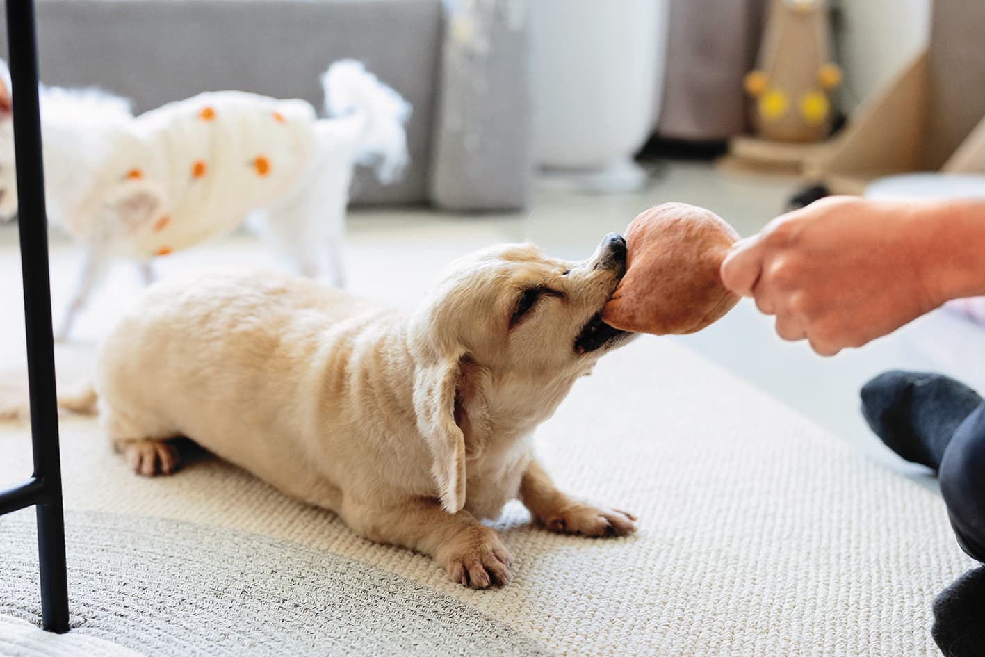 臘腸犬MOMO個性活潑、愛跟人互動，拍攝時主動拿著玩具找人陪玩。