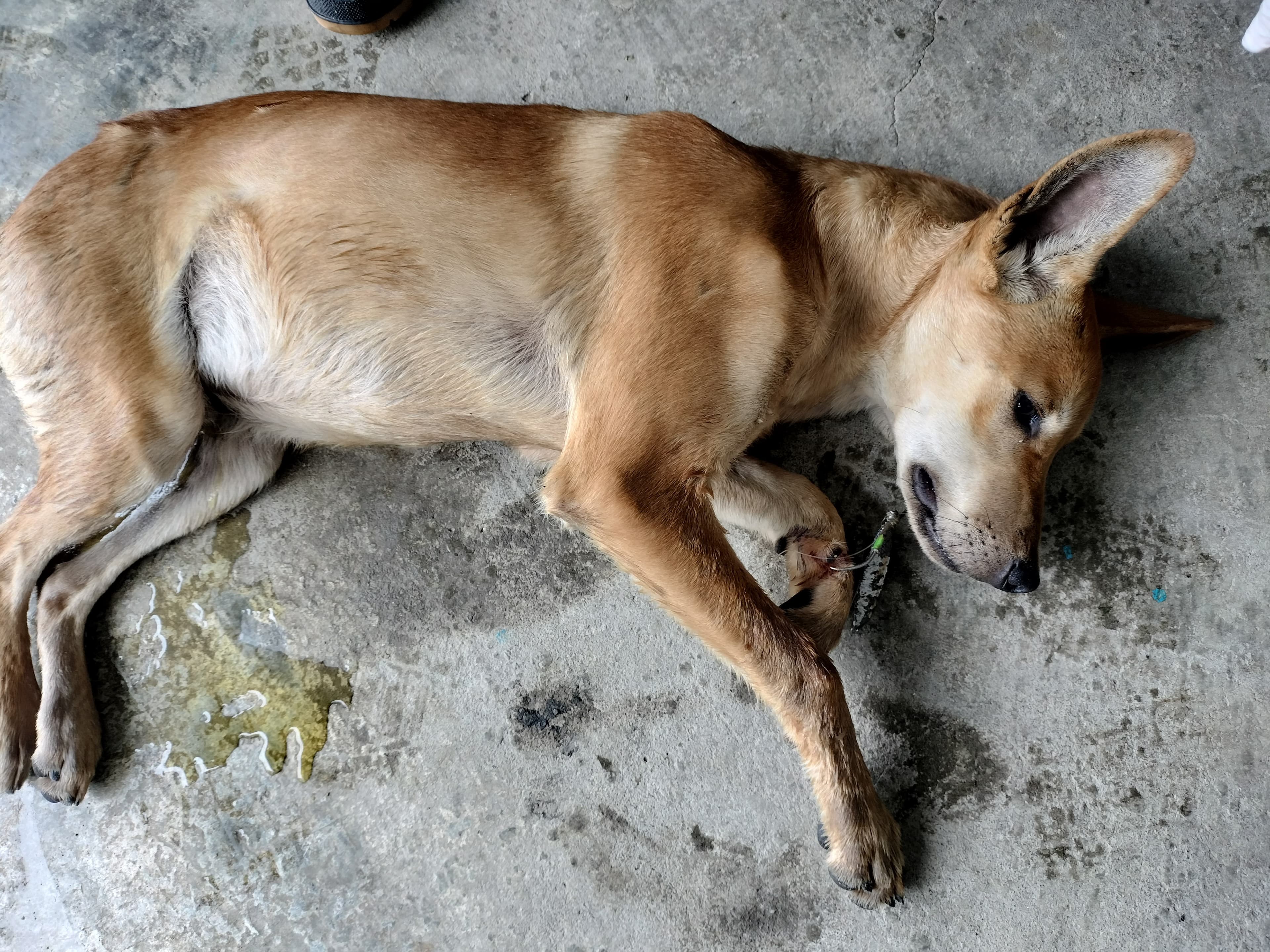 受傷犬隻疼痛哀嚎奄奄一息。（新北動保處提供）