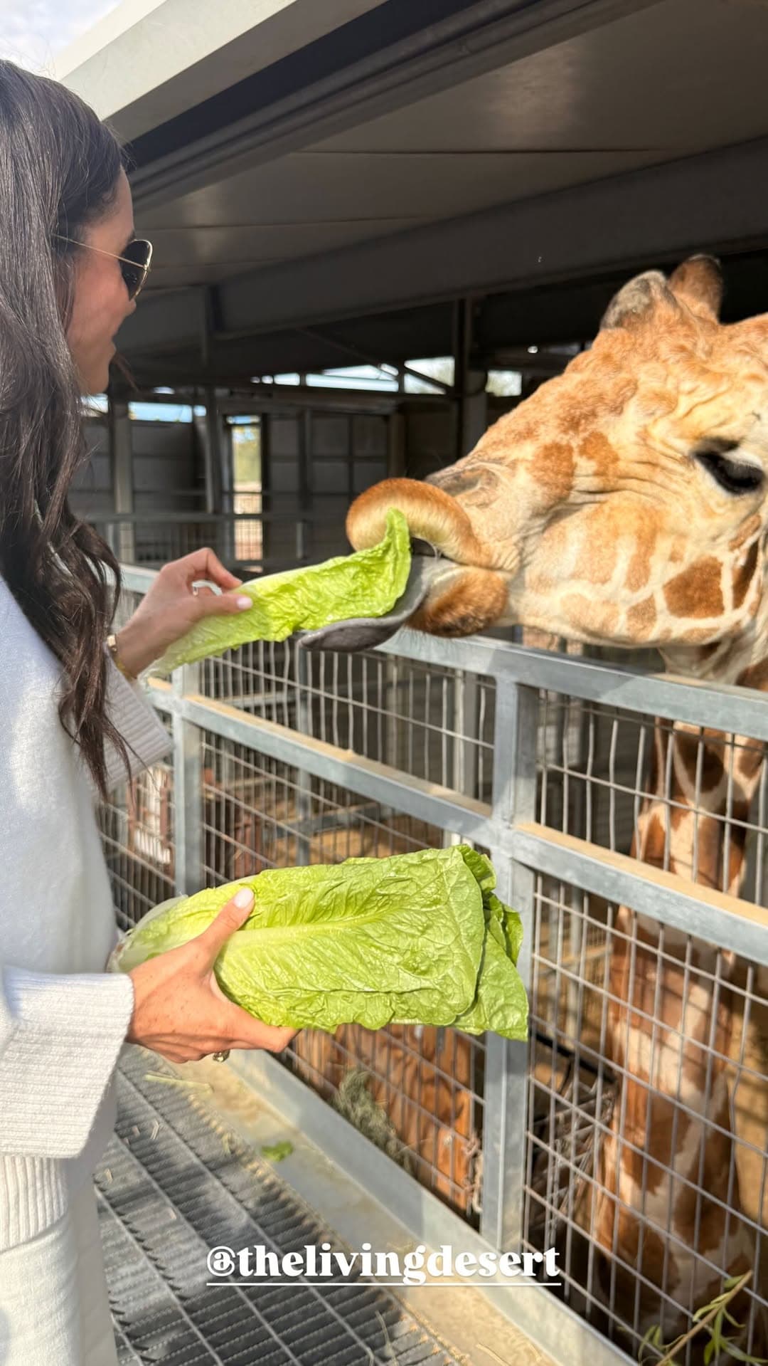 梅根穿一身白，親手餵食長頸鹿。（翻攝meghan IG）