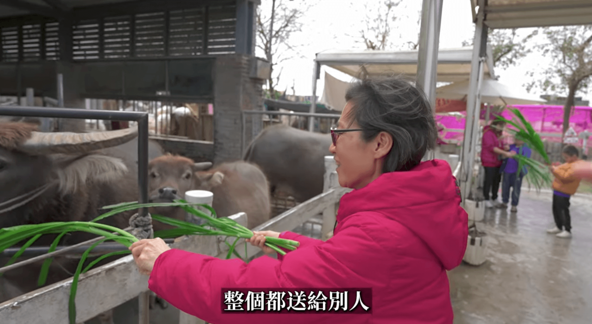 Andy媽媽拿整束草餵給同一隻牛吃。（翻攝 Andy老師 YouTube頻道）