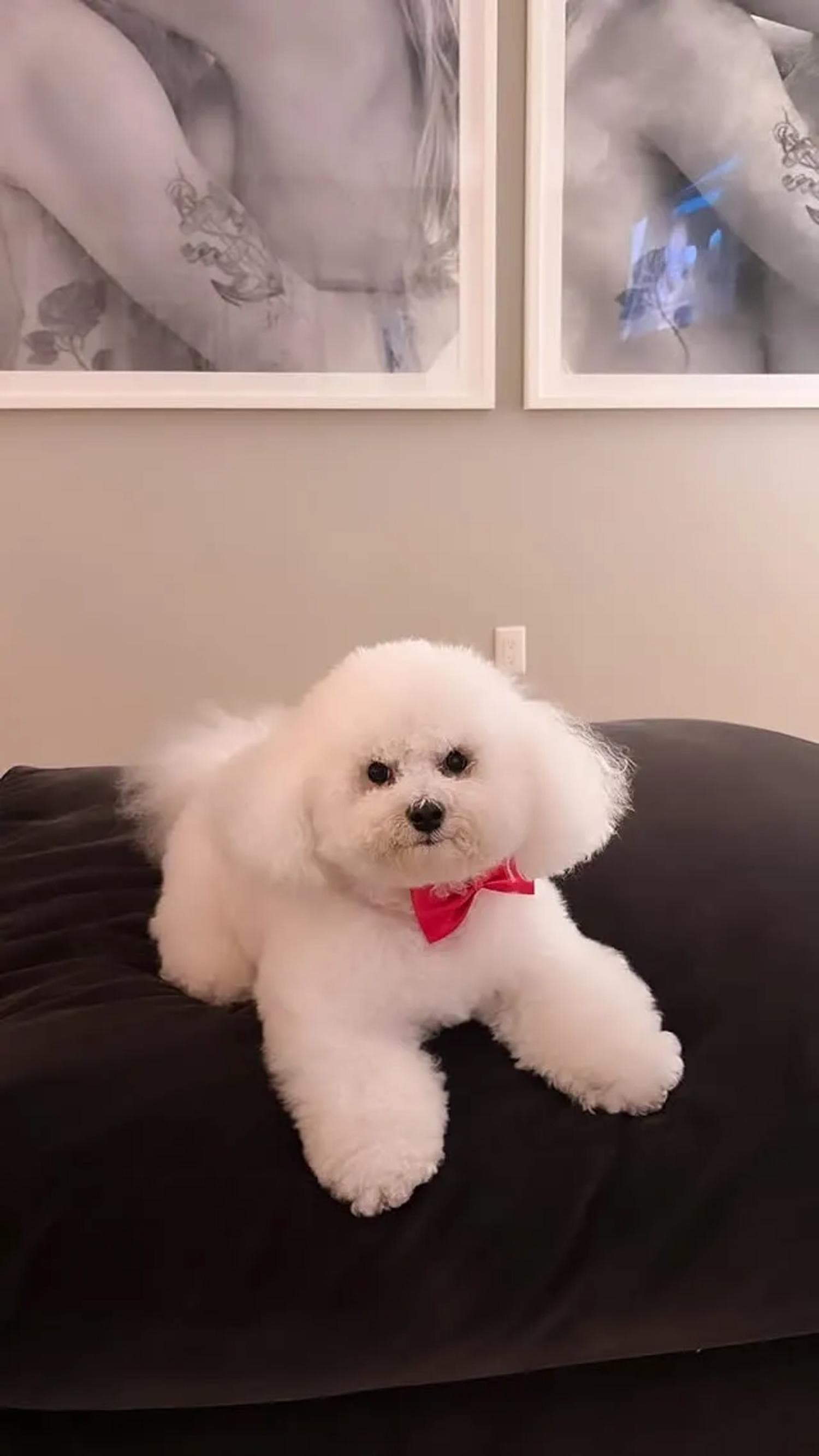 妮寇拉分享愛犬照片，背景牆上的黑白私密照意外引發討論。（翻攝nicolaannepeltzbeckham IG）