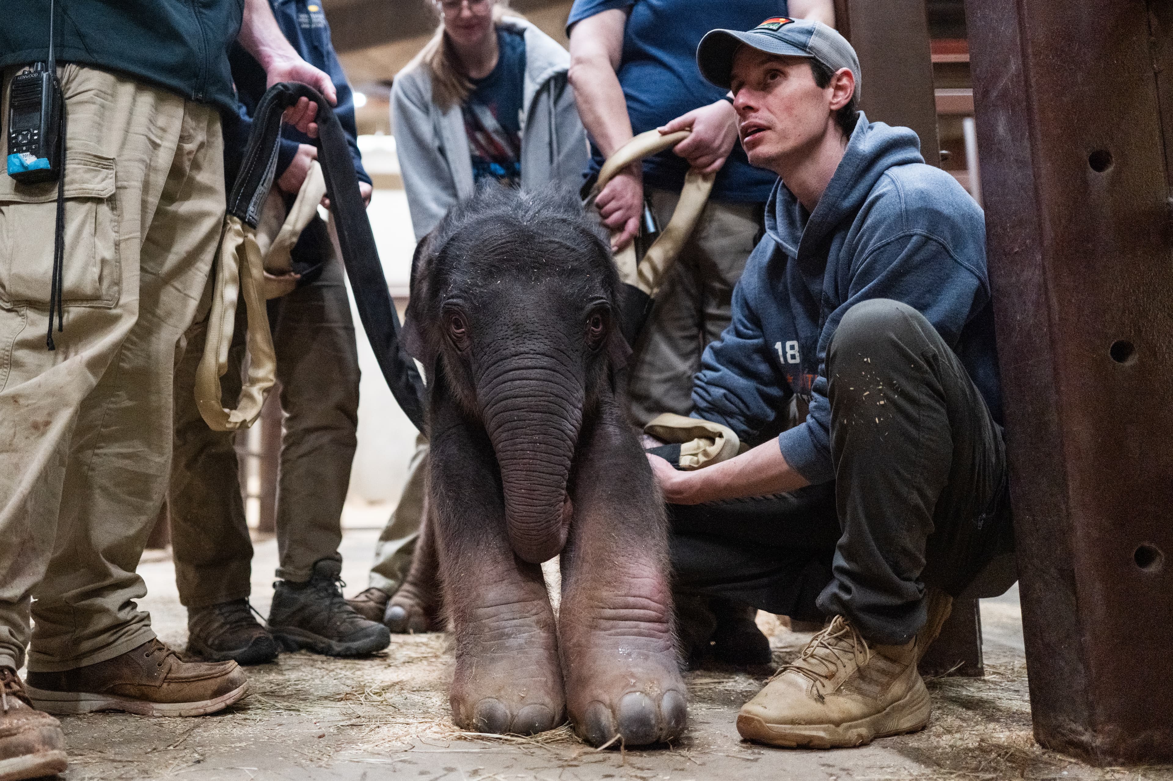 小象出生後接受保育團隊的例行健康檢查。（翻攝nationalzoo.si.edu）