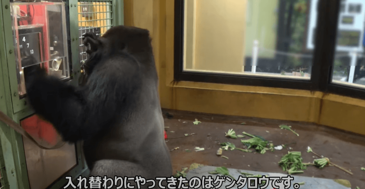健太郎的答對率可高達70%以上。（翻自京都市動物園YT）