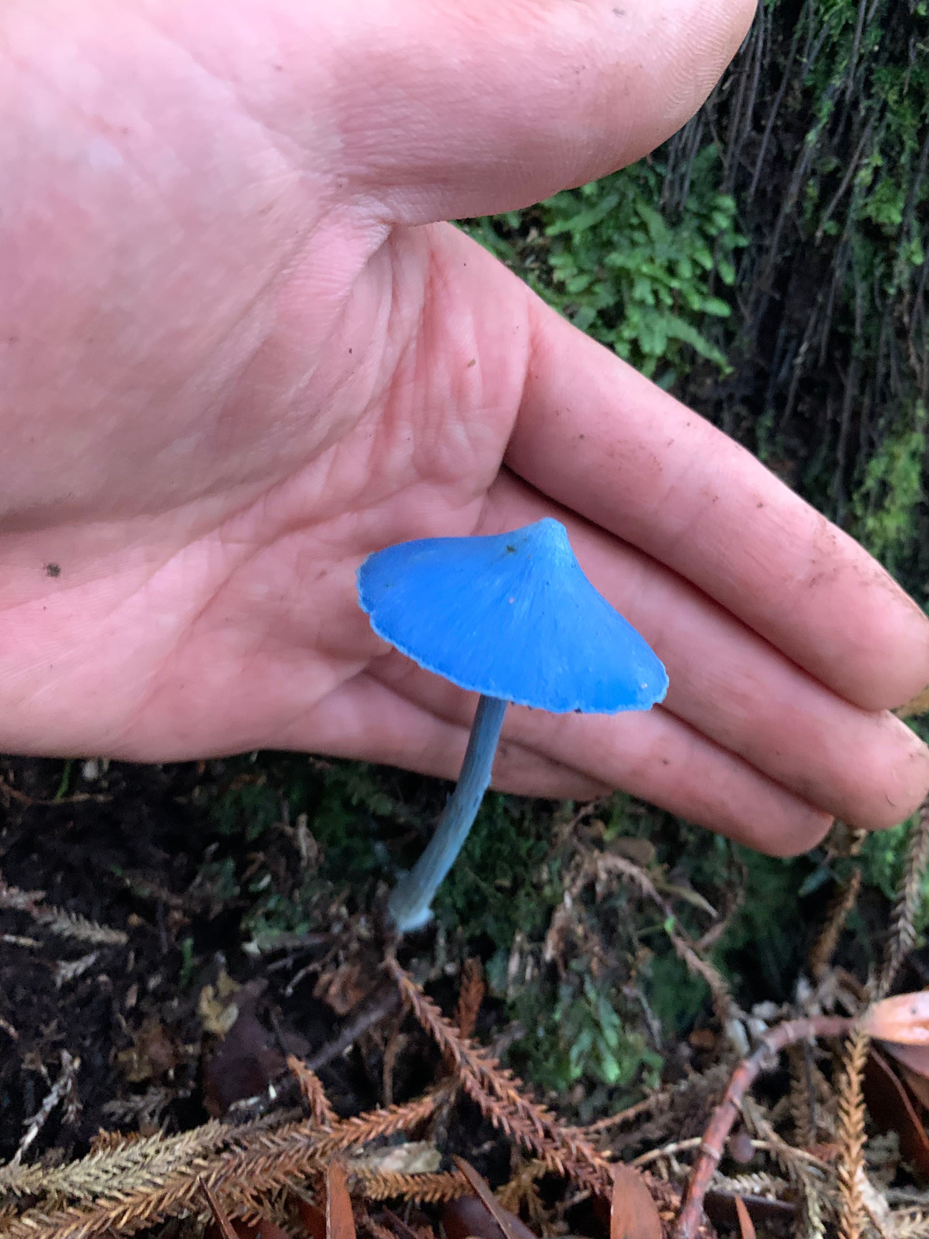 有日本網友在野外發現「藍瘦香菇」。（翻攝自X＠Invertebratist）
