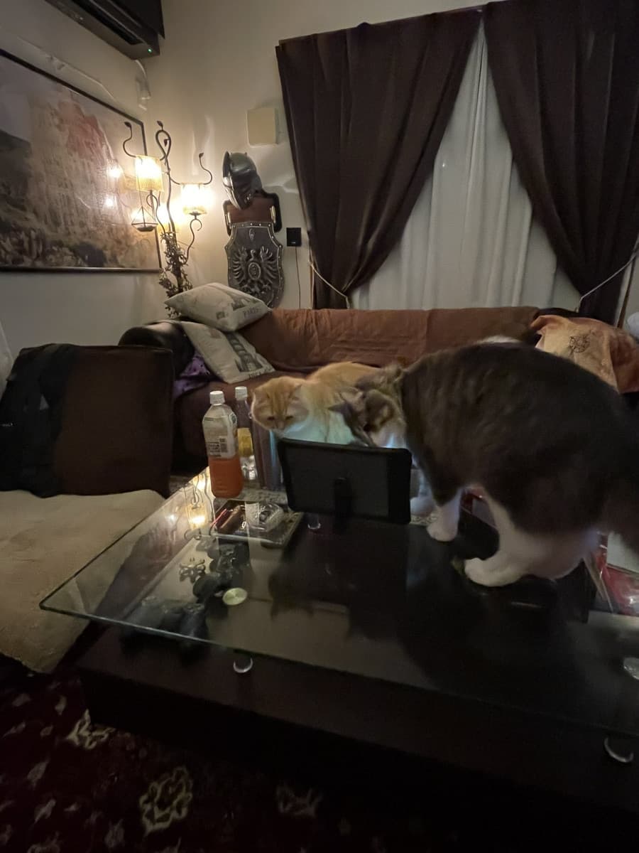 一隻貓咪還不夠,馬上呼朋引伴一起來見見奴才的朋友。(翻攝自推特@ DOG48181219)