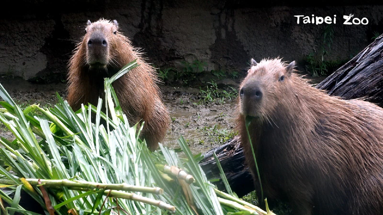 水豚:是不是很溫暖呀~(設計對白,翻攝自台北市立動物園臉書)